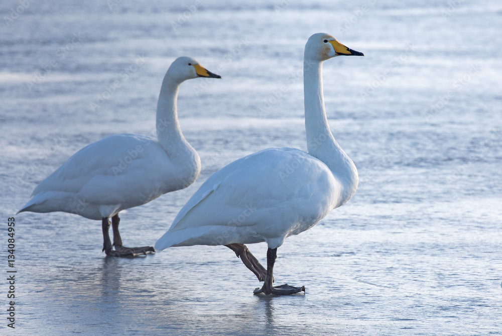 Fototapeta premium Whooper swans (Cygnus cygnus)