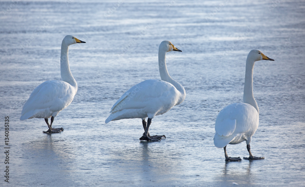 Fototapeta premium Whooper swans (Cygnus cygnus)