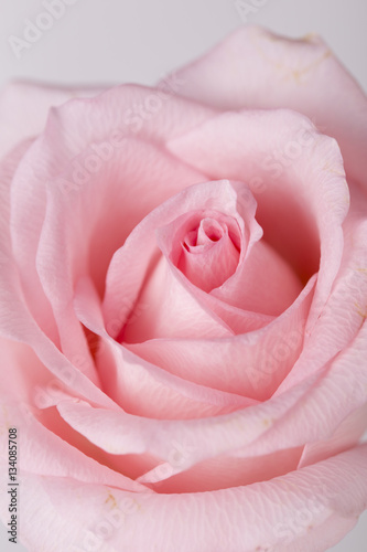 Single pink rose closeup on the white background