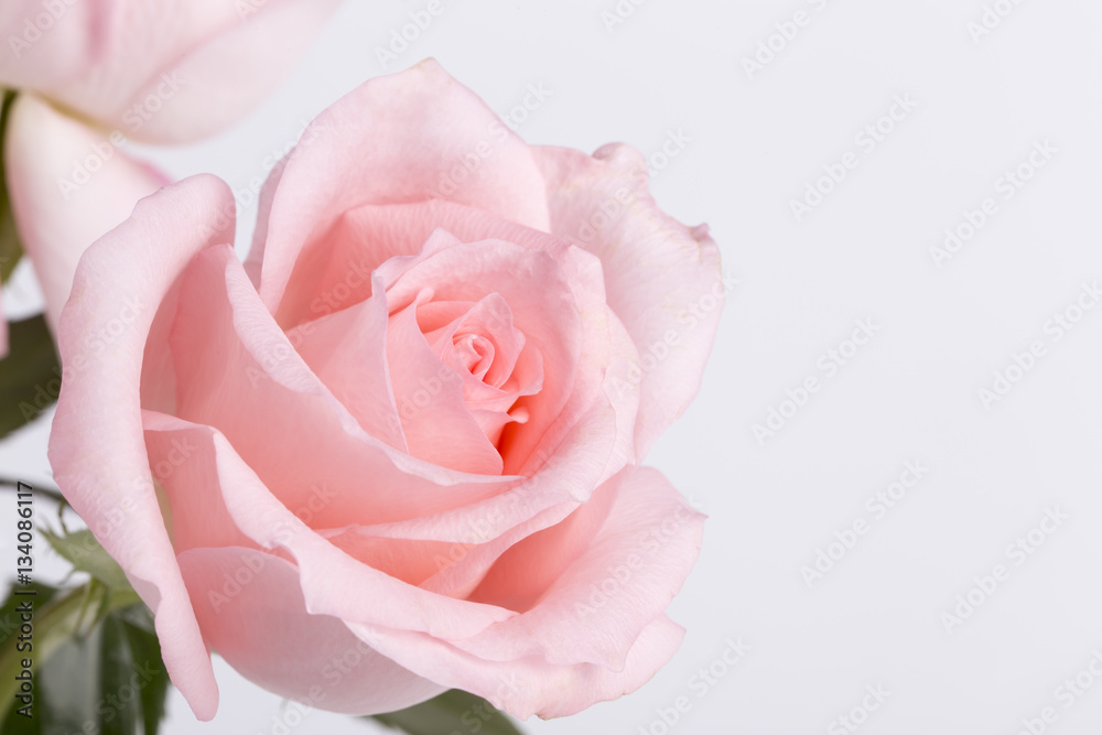 Single pink rose closeup on the whtie background Single pink rose closeup on the whtie background