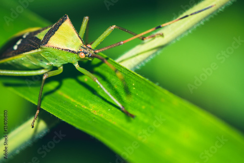 Insect green with brown stripes