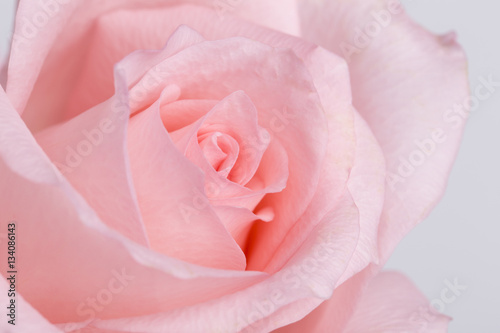 Macro of one pink rose on the white background