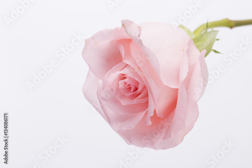 Macro of one pink rose on the white background