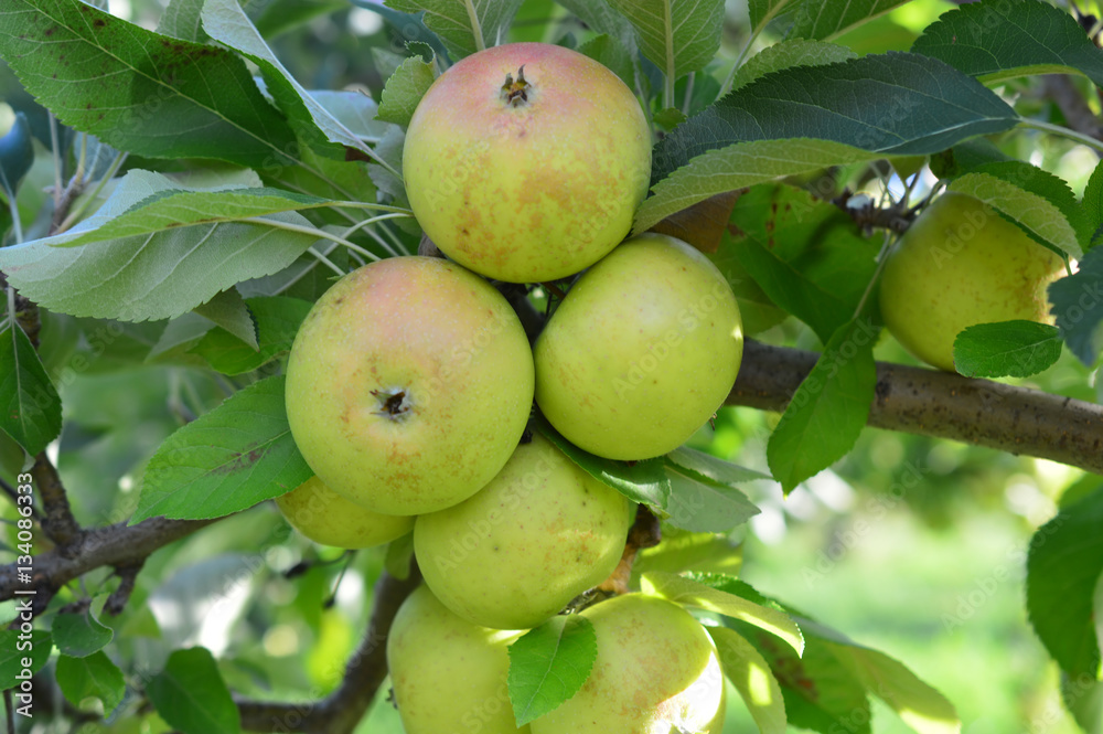 Fresh Green apples in a farm apple orchard