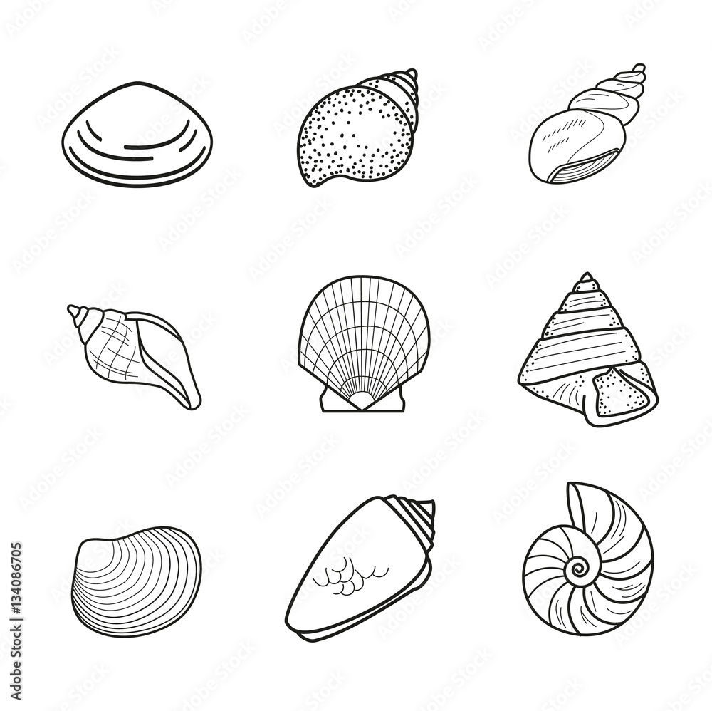 Vector sea conch, shellfish collection. Flat style element isolated