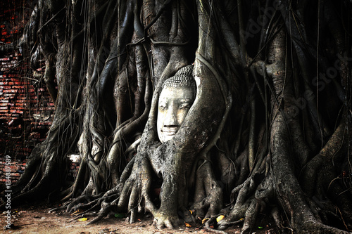 Buddha head overgrown by fig tree in Wat Mahathat.  © doraclub