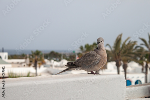 Taube auf Lanzarote photo