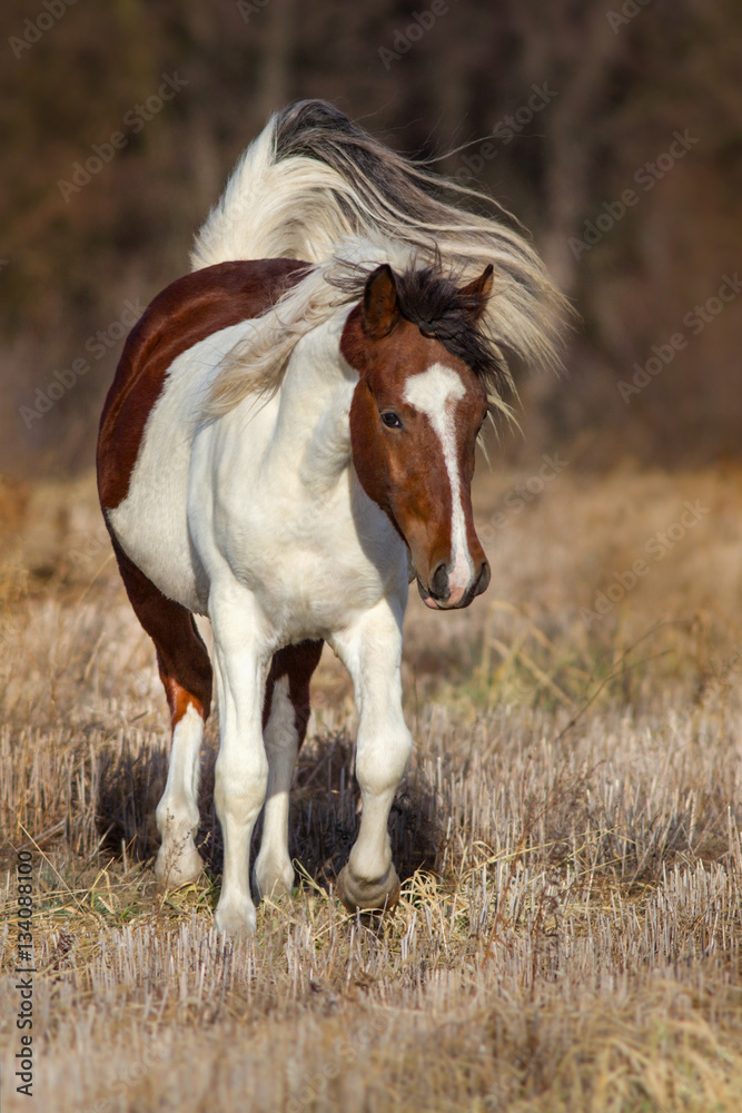 Beautiful pinto horse run in autumn field Beautiful pinto horse run in autumn field