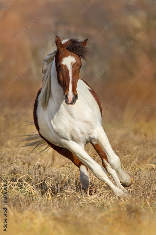 Obraz premium Beautiful pinto horse run in autumn field