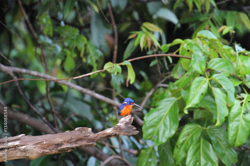 Blue-eared Kingfisher (Alcedo meninting) in Borneo, Malaysia - ルリカワセミ Blue-eared Kingfisher (Alcedo meninting) in Borneo, Malaysia - ルリカワセミ