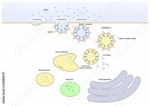mechanism of endocytosis photo