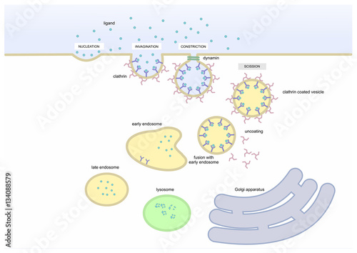 mechanism of endocytosis