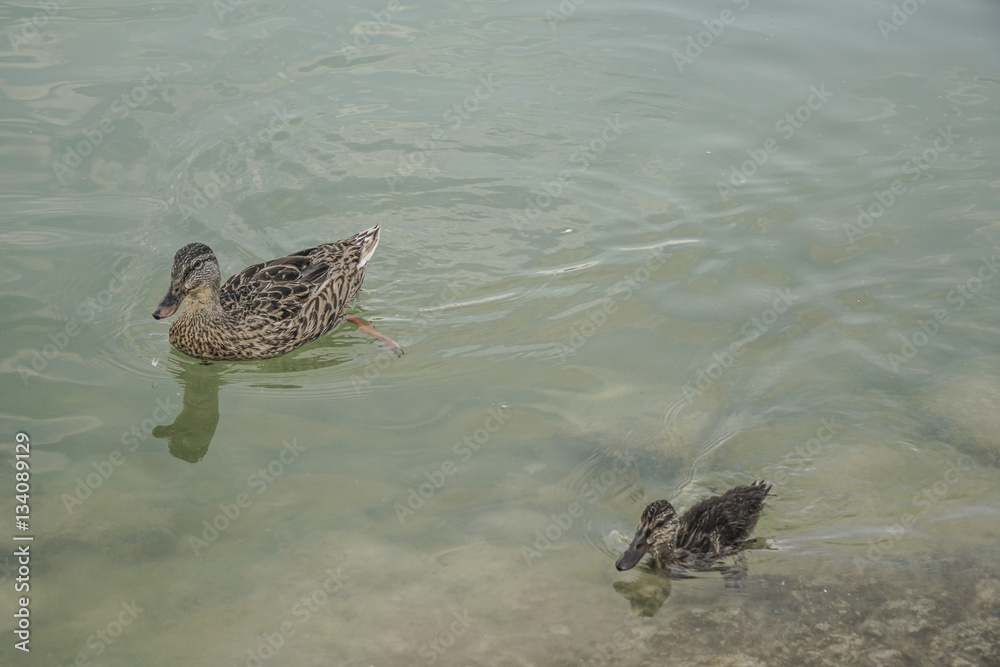 mallard duck and baby swimming on lake mallard duck and baby swimming on lake