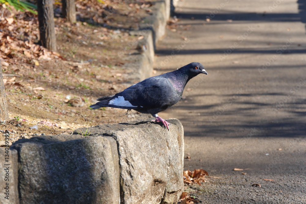 Obraz premium 自然