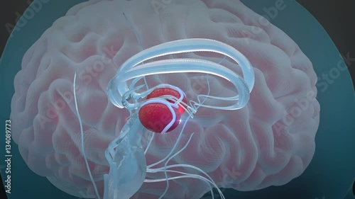 Human hypothalamus, nervous system, 4K. ultra HD Human Brain