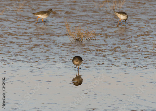 Redshank (Tringa totanus) foraging on estuary mud. Common wading bird in family Scolopacidae hunting for invertebrates at Steart Marshes on the British coast photo