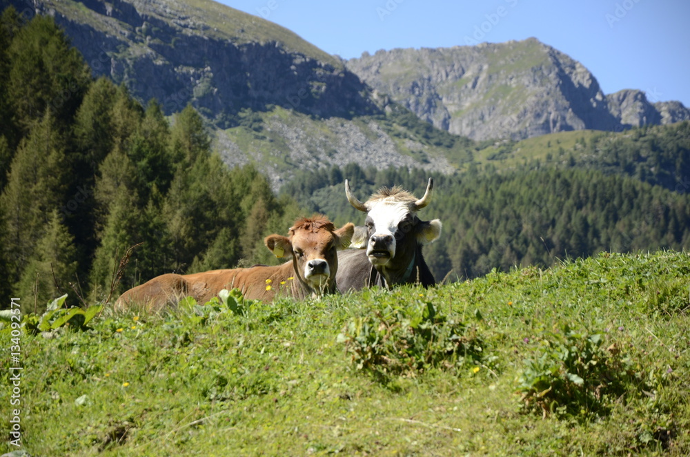 Fototapeta premium mucca