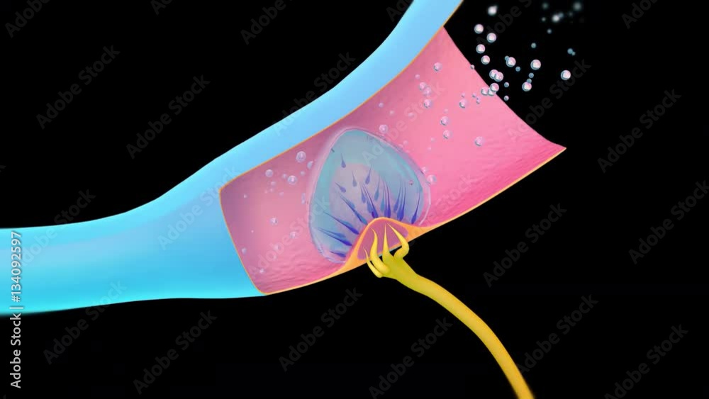 3D. Ampullary cupula. Sense of balance, inner ear 4K. Ultra HD. Alpha