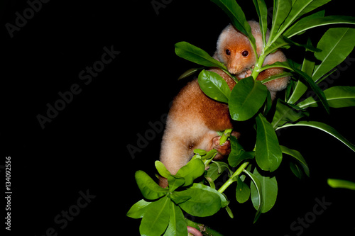 Bilde på lerret Cuscus indonesian endemic monkey nocturnal marsupial
