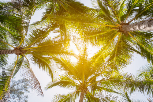 Coconut tree and sunshine.