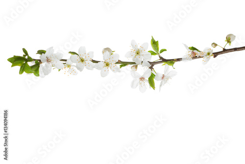 Branch in blossom isolated on white. Cherry plum
