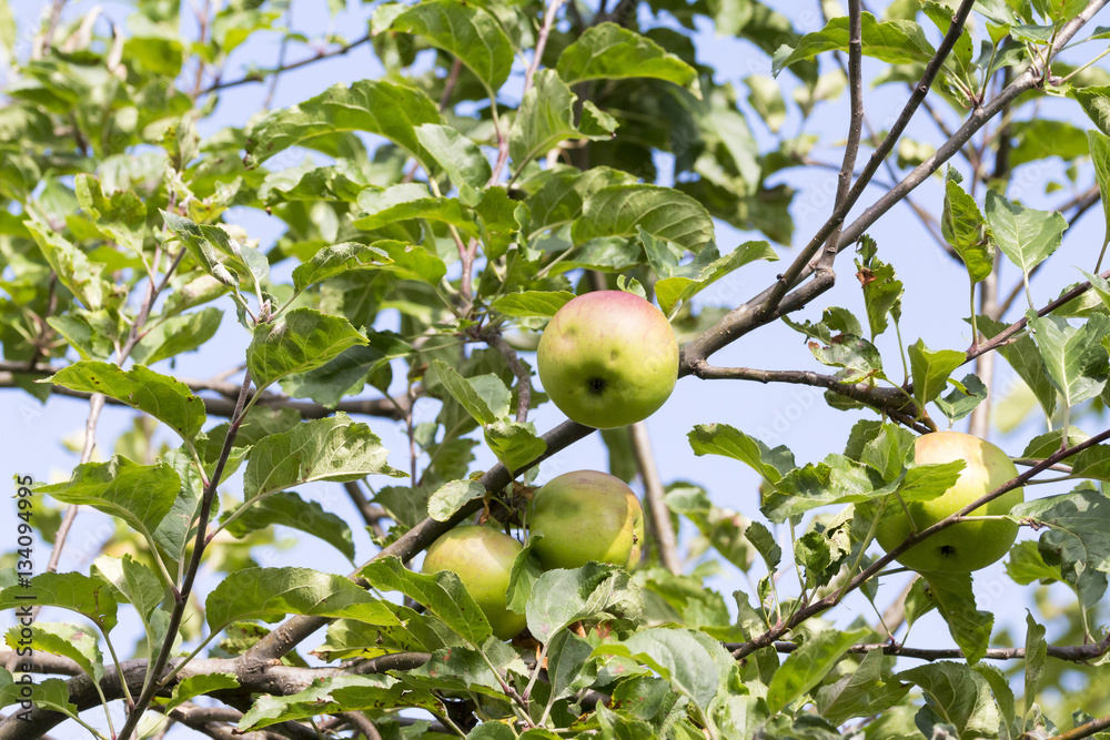 Tree with quality Braeburn apples