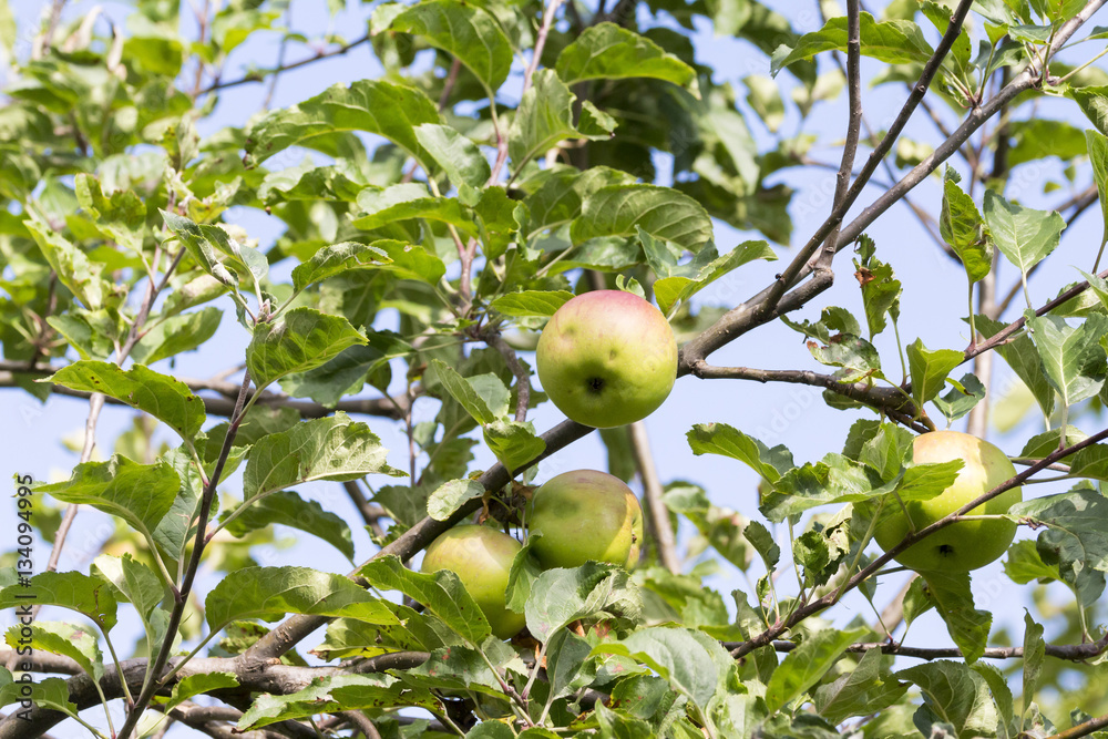 Tree with quality Braeburn apples Tree with quality Braeburn apples