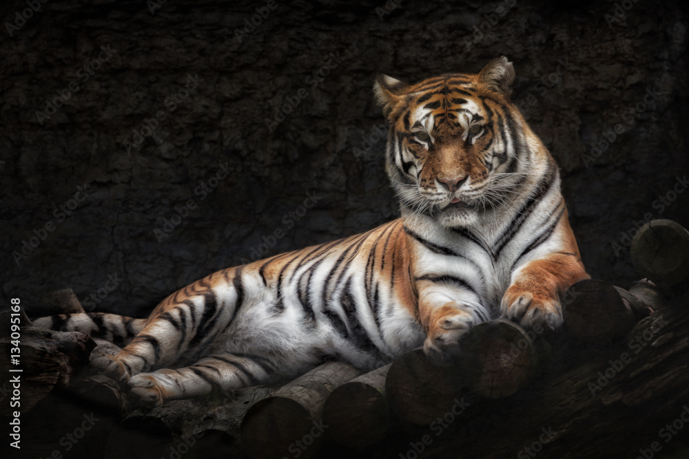 Fototapeta premium Tiger liegend auf Holz