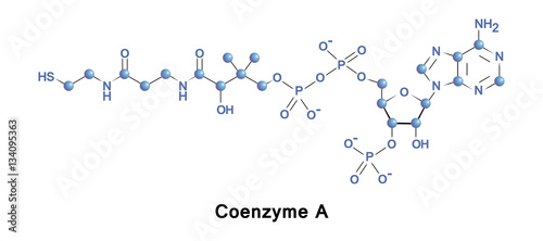 Coenzyme A is a coenzyme acts in the synthesis and oxidation of fatty acids, and the oxidation of pyruvate in the citric acid cycle. All genomes encode enzymes that use coenzyme A as a substrate.