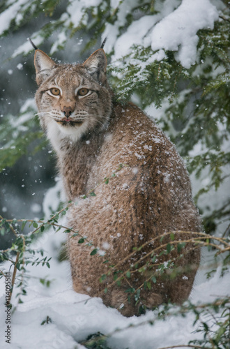 Lynx servion