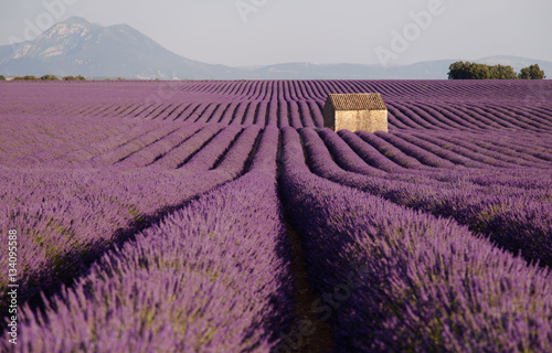 lavender fields in France