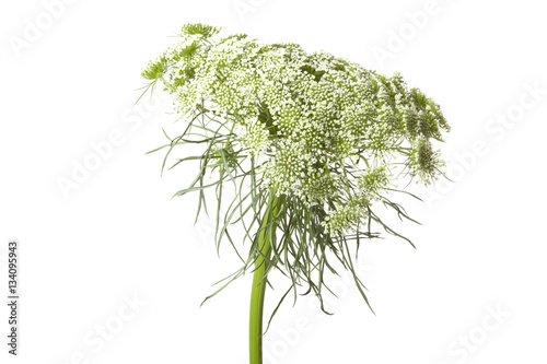 Dill flower on white background