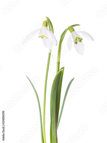 Two snowdrop flowers isolated on white background.