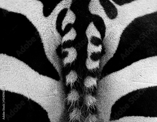 zebra pattern