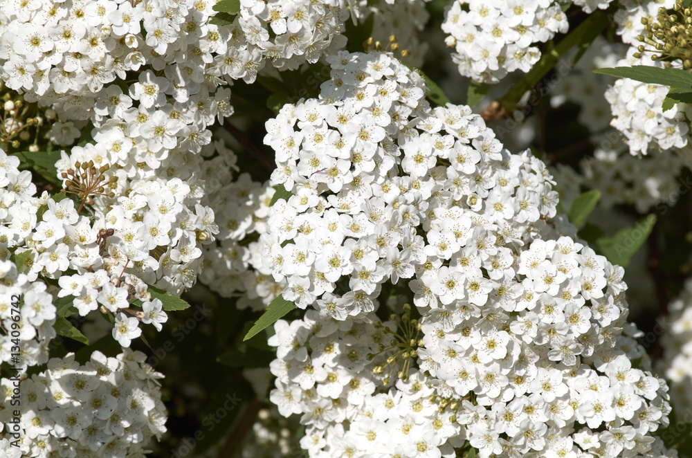 Hawthorn flowers in a garden Hawthorn flowers in a garden