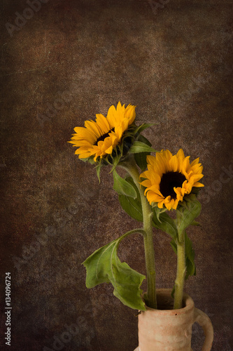 Fototapeta Naklejka Na Ścianę i Meble -  Sunflower still life on dark backdrop