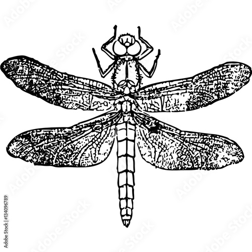 sketch of tattoo dragonfly