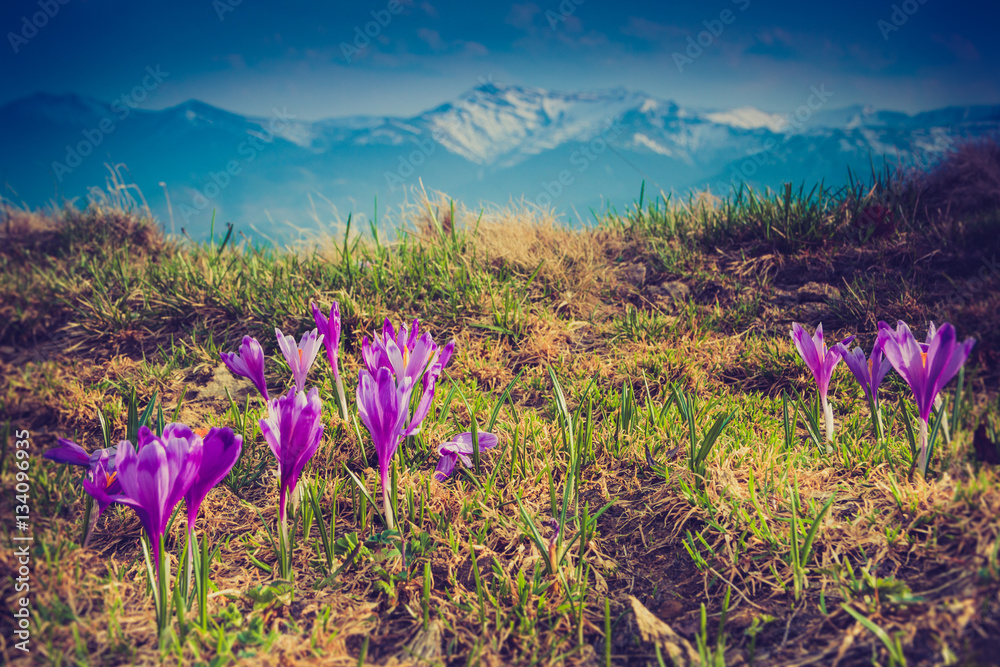 Beautiful first spring flowers. View of close-up blooming violet crocuses in the mountains. Natural background.