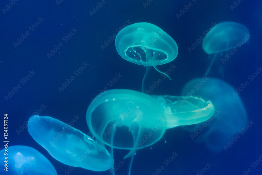 jellyfish group jellyfish group