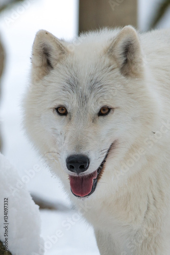 Arctic Wolf Portrait