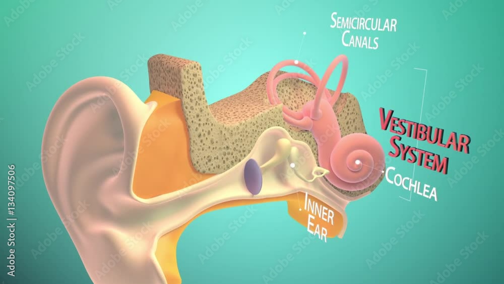 3D. Inner ear or internal ear 4K. Ultra HD. Chain of ossicles and their