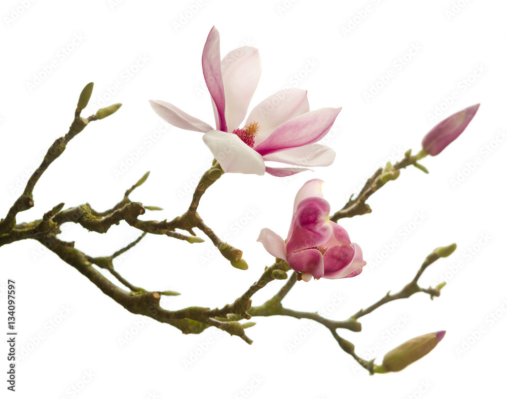Naklejka premium Isolated magnolia