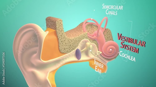 3D. Inner ear or internal ear 4K. Ultra HD. Chain of ossicles and their ligaments, seen from the front in a vertical, transverse section of the tympanum