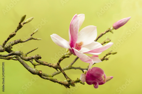 Beautiful magnolia © Anneke