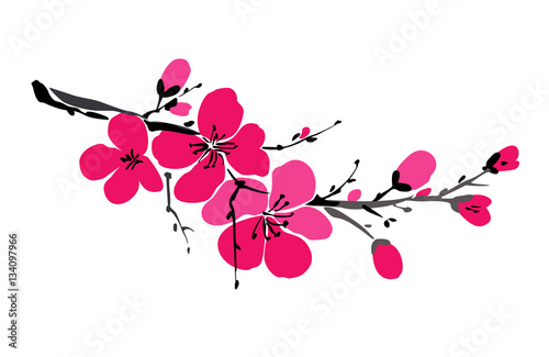 Vector illustration with sakura branch isolated on white background. Spring background. Japanese cherry blossom. Blooming apple flowers. Wedding card