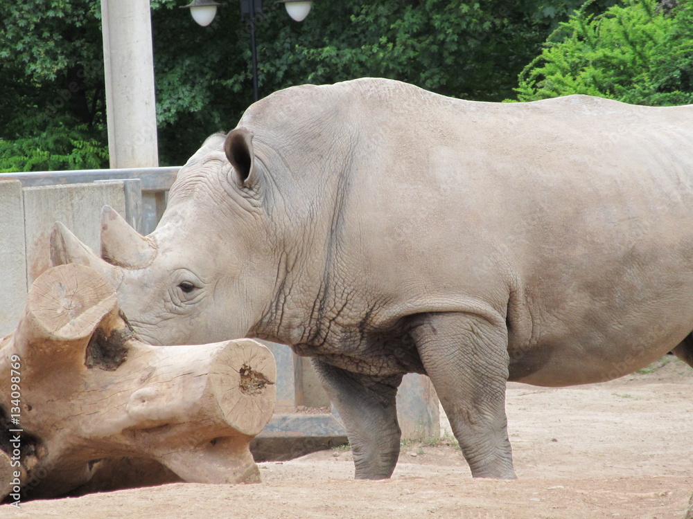 The rhinoceros is a large, powerful with thick skin and a very dangerous animal horn. But look how closely they're watching the baby when mom feeds him. The rhinoceros is a large, powerful with thick skin and a very dangerous animal horn. But look how closely they're watching the baby when mom feeds him.
