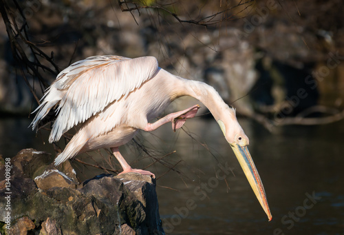pink-backed pelican scratch its neck