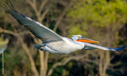 pelican in flight