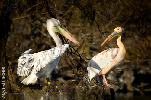 two pink-backed pelican playing game