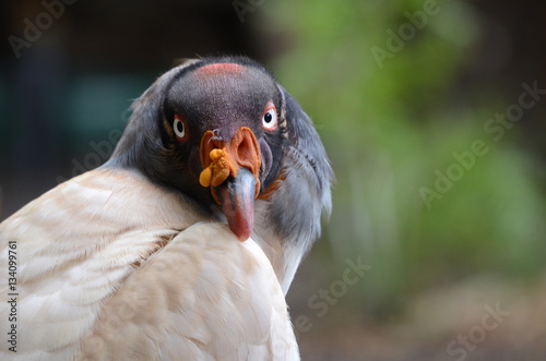 Bird of prey © gerckens.photo